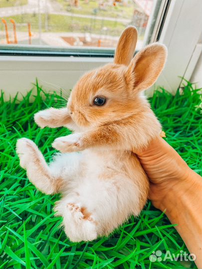 Мини карликовый кролик - королевский редкий