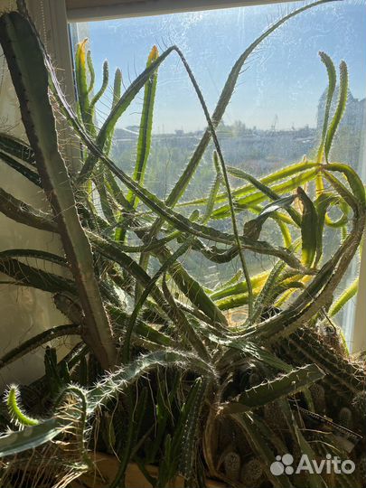 Кактусы редкие