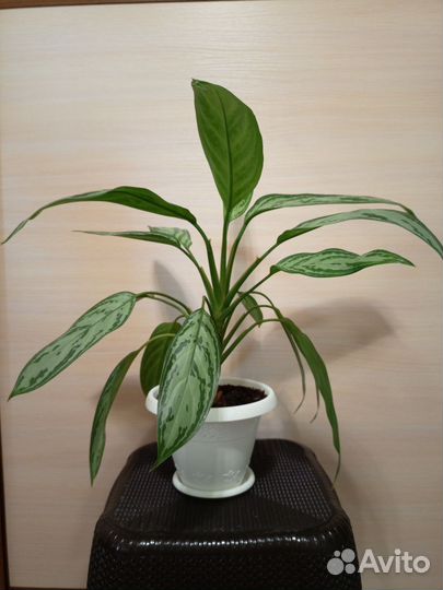 Калатея зебрина