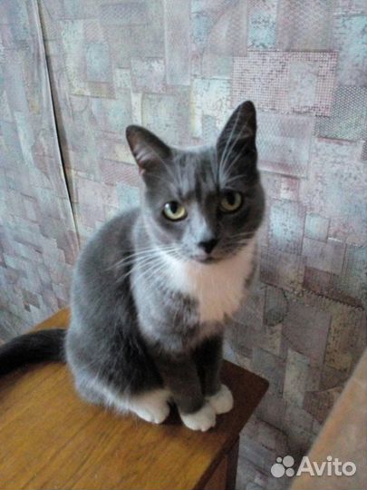 Умерла хозяйка, пристраиваем кошку и кота