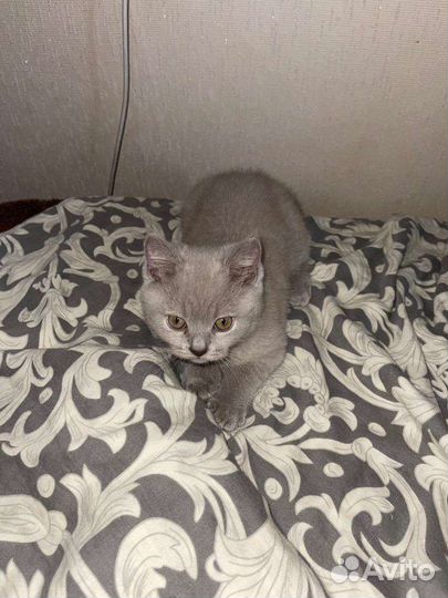 Британская