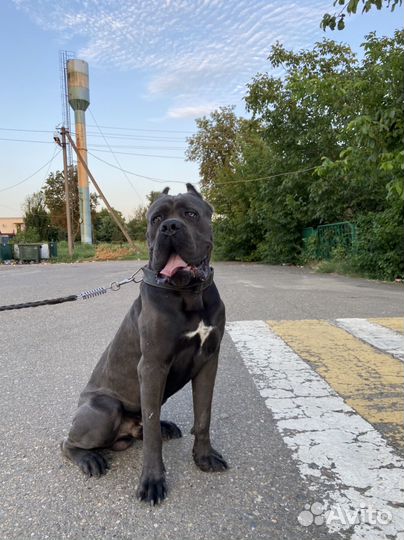 Кобель вязка кане корсо