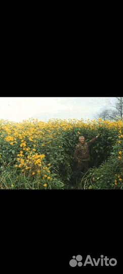 Топинамбур