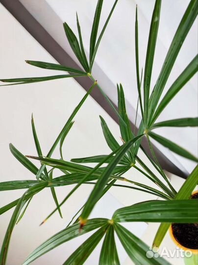 Трахикарпус форчуна