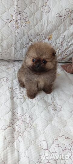 Шпицики очаровашки