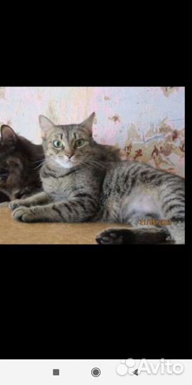 Кошка в дар бесплатно