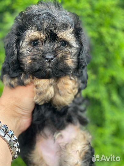 Мальтипу микро тедди