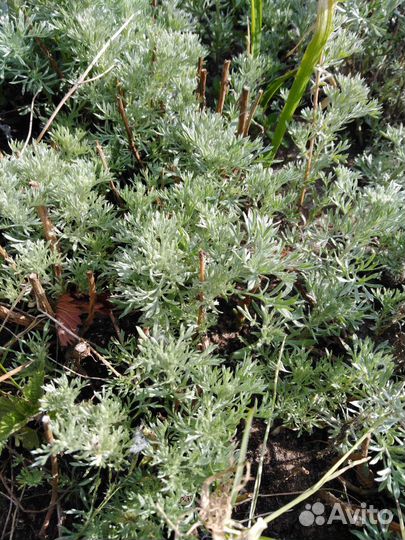 Серебристая полынь