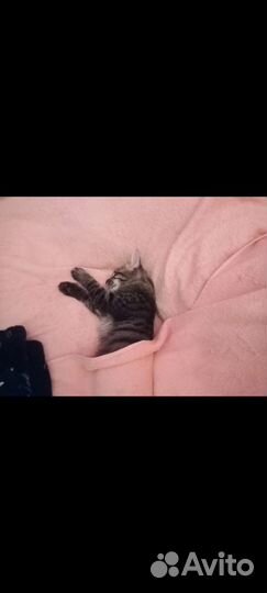 Котята в добрые руки бесплатно