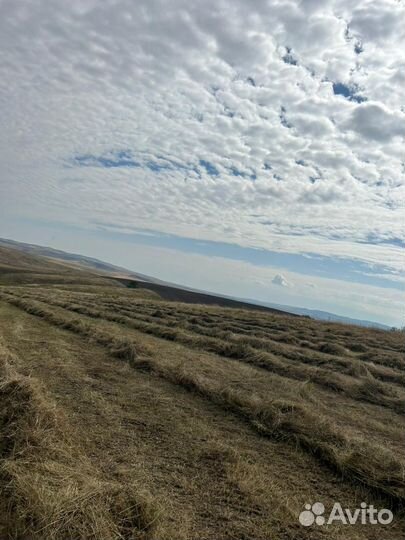 Сено горное разнотравье