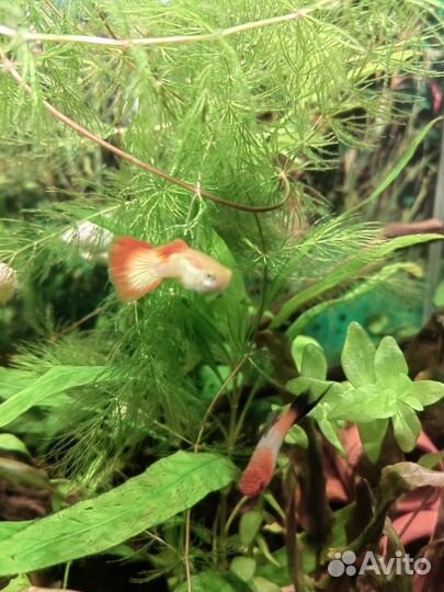 Гуппи Микариф сансет