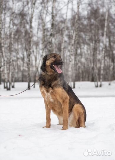 Конфетка ждет любящую семью