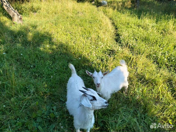 Козлята
