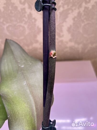 Орхидеи реанимашки 2 шт