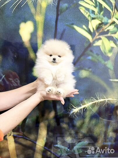 Настоящие мишки