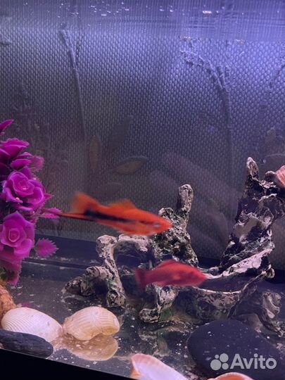 Рыба меченосец