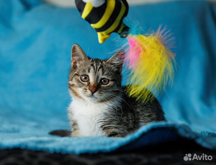 Лулу наполнит ваш дом радостью, а сердце теплом