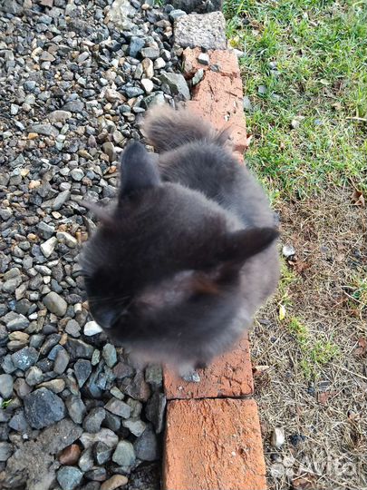 Взрослый кот