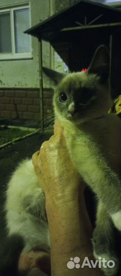 Нашли котика