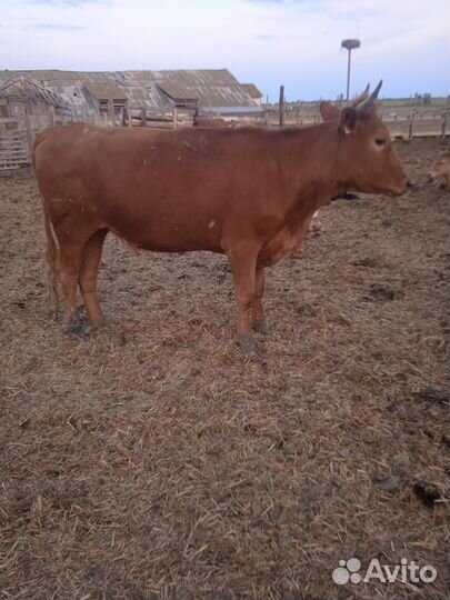 Коровы и телки