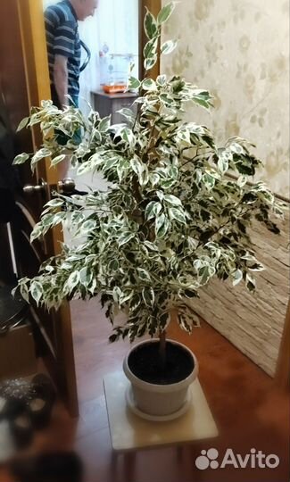 Фикус бенджамина пестролистный