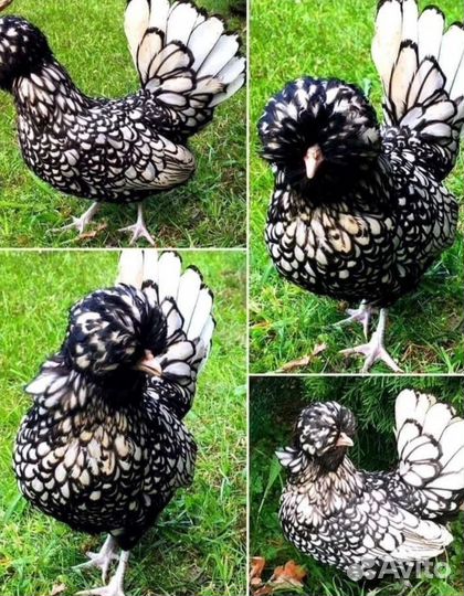 Цыплята Падуан