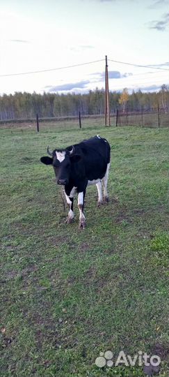 Телка 2 года, 2 быка 1.5 года