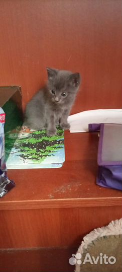 Котенок