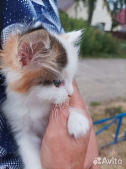 Кошка в дар бесплатно