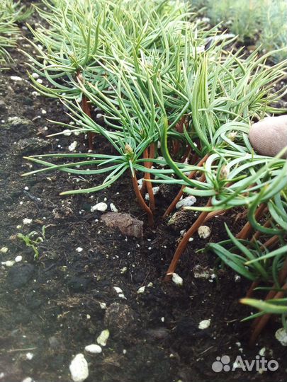 Сосна сибирская кедровая и Корейская кедровая