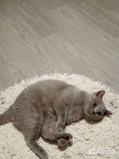 Британский кот 2017г.р не кастрирован