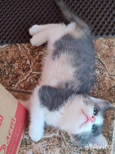 Котята в добрые руки бесплатно