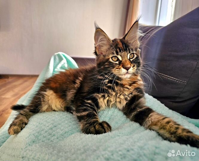 Котята мейн-кун