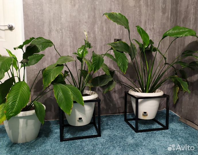 Растение Спатифиллум