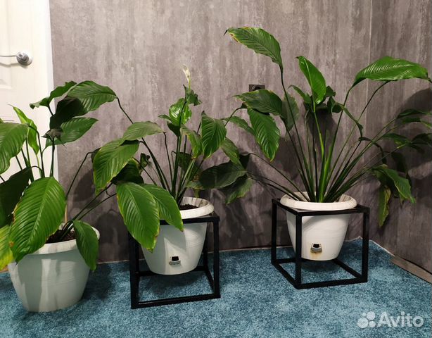 Растение Спатифиллум