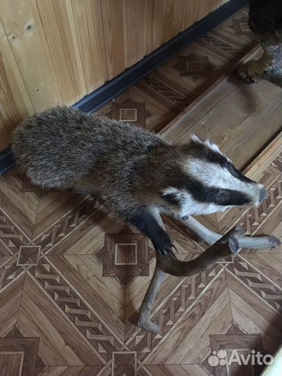 Барсук