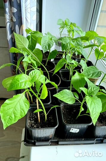 Рассада перца баклажанов
