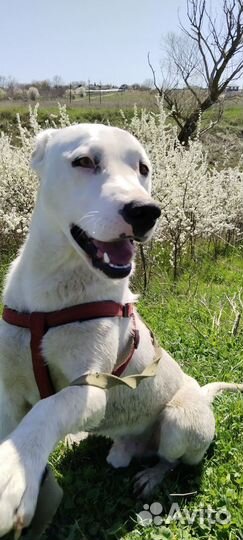 Метис питбуля в добрые руки(9 мес)