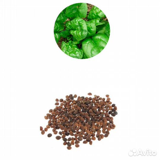 Семена лука. Кинза. Шпинат