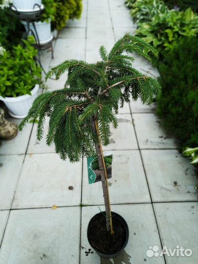 Ель форманек на штамбе