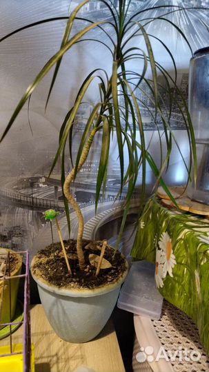 Алое. Коланхое. Замиакулькас