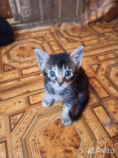 Котята чаузи