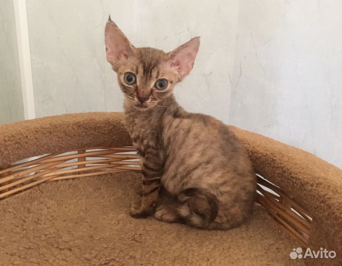 Девон рекс Полосатое Чудо кошечка