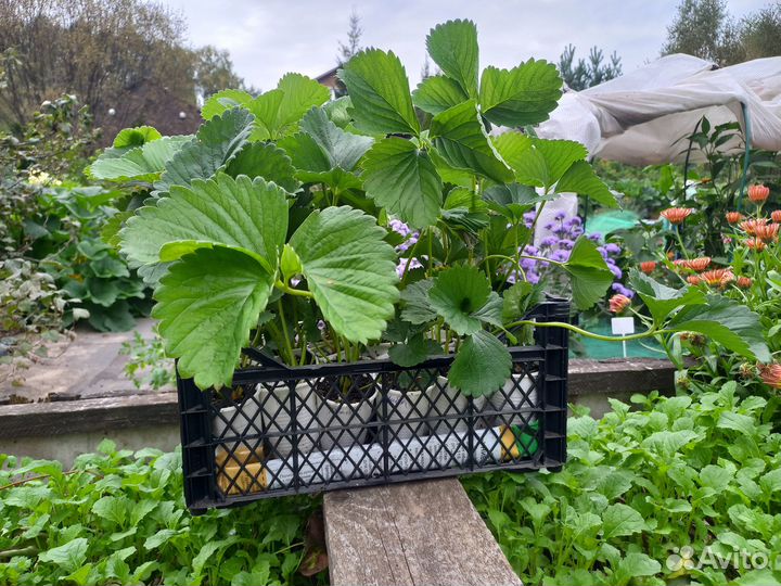 Рассада клубники