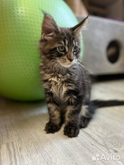 Котята мейн кун