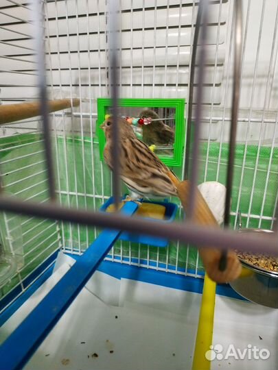 Канарейка- самочка