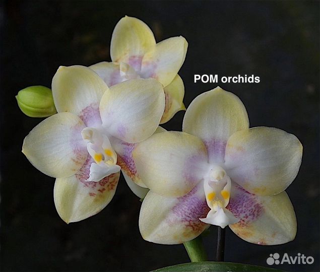 Phal CTL Christopher POM