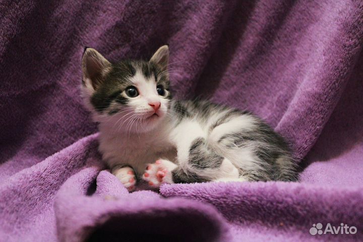 Котёнок с интересным окрасом