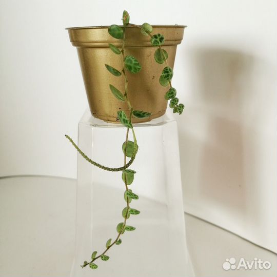 Сциндапсус пиктус фикус