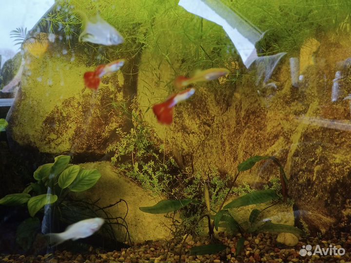 Аквариум